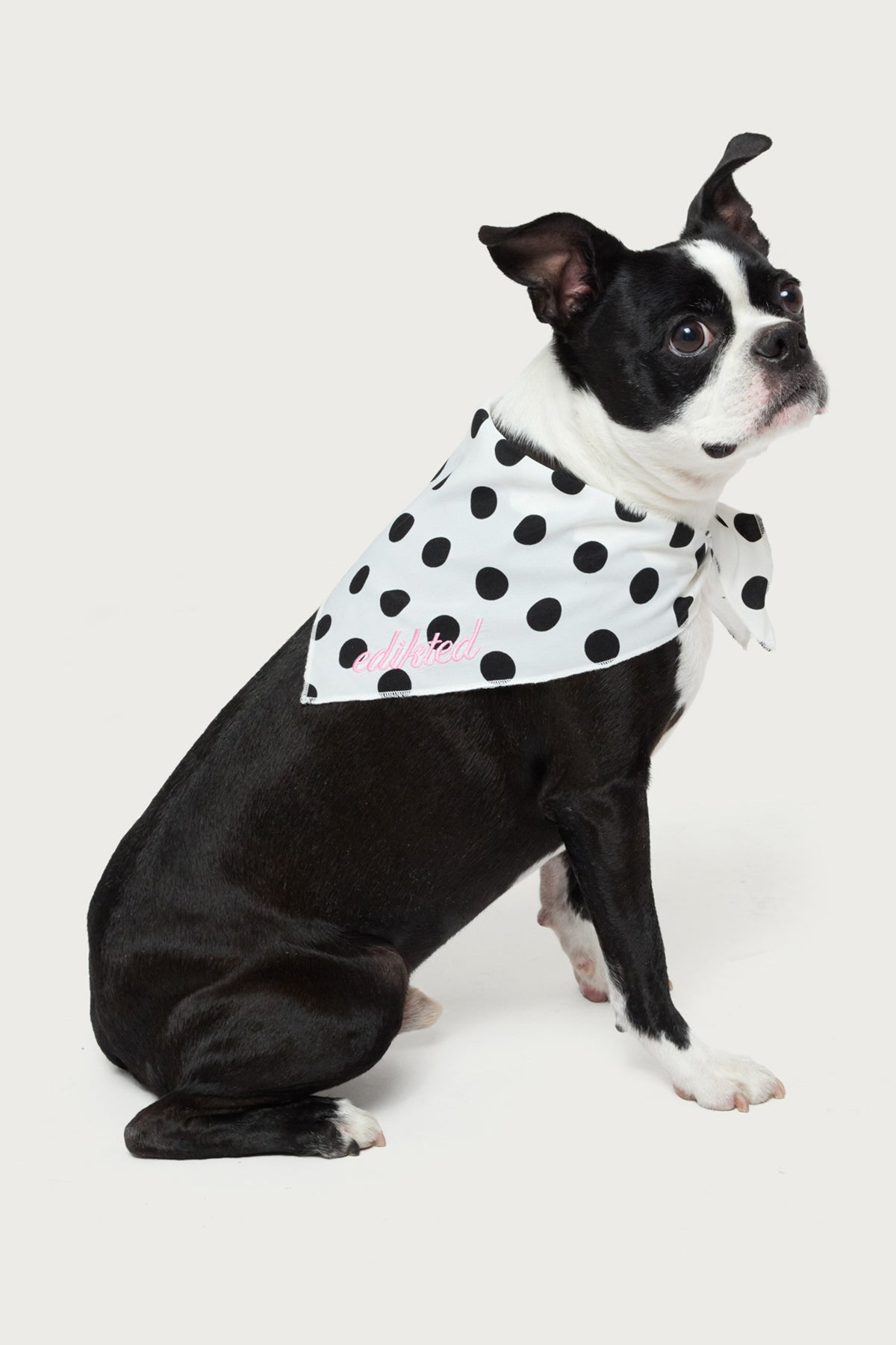Pawka Dot Edikted Pet Bandana