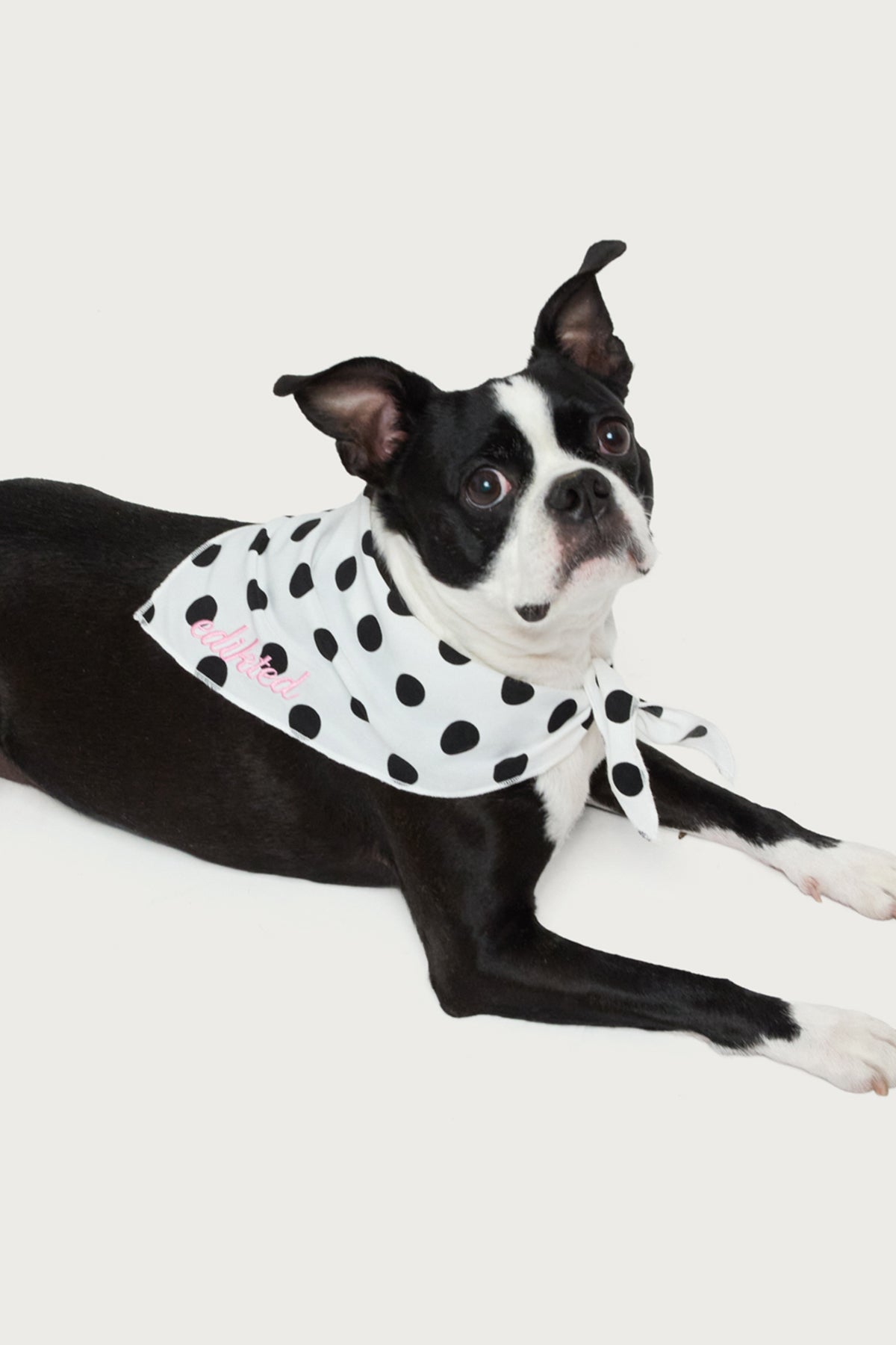 Pawka Dot Edikted Pet Bandana