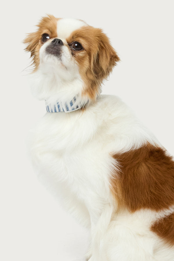 Striped Pet Collar