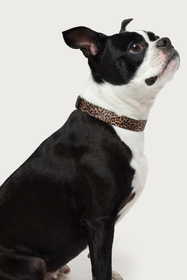 Leopard Print Pet Collar