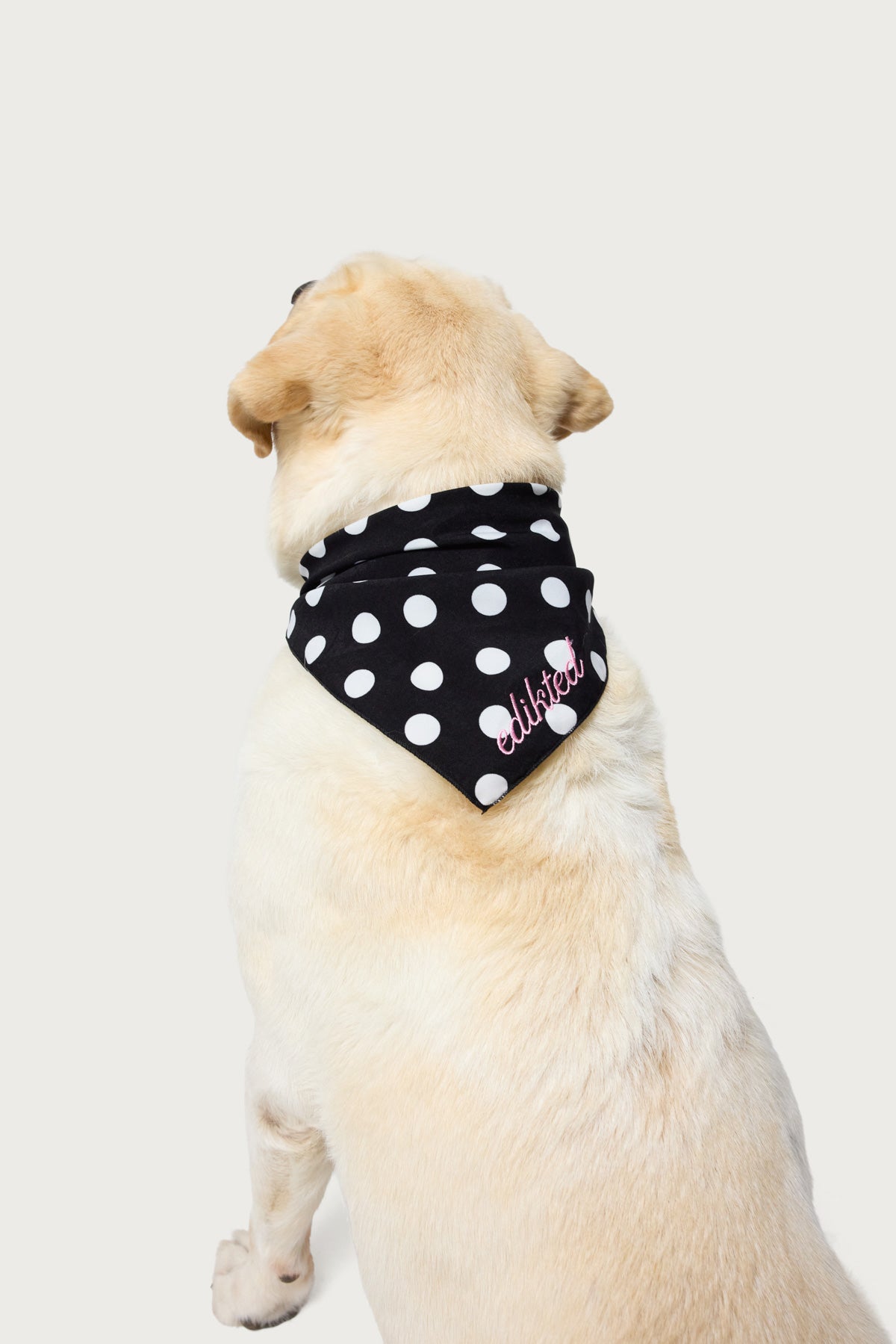 Polka Dot Edikted Pet Bandana