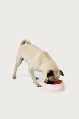 Bone Appetit Pet Bowl
