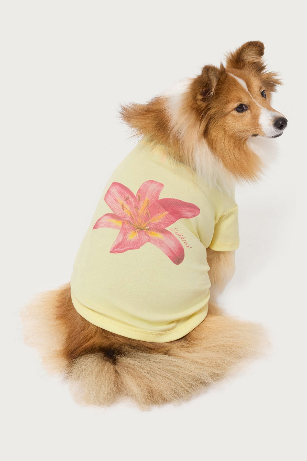 Daylily Pet T Shirt