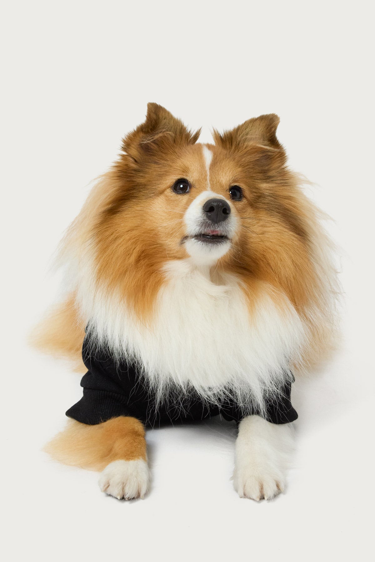 Edikted Star Pet Hoodie