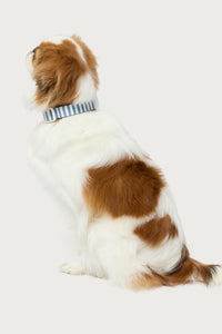 Striped Pet Collar