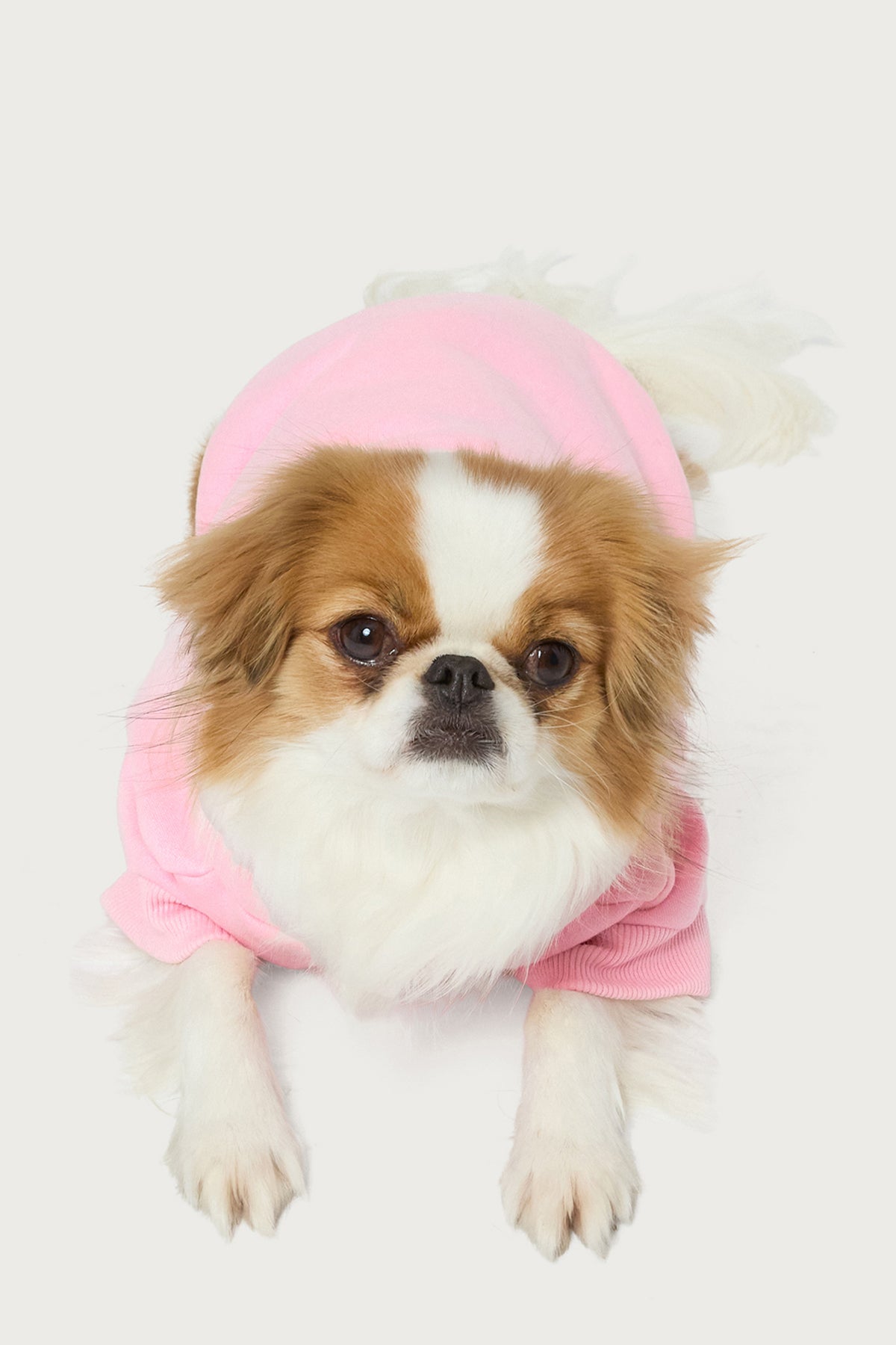 Totally Edikted Pet Hoodie