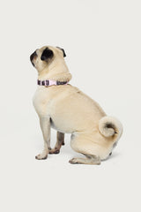 Bonney Bow Pet Collar