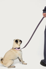 Bonney Bow Pet Leash