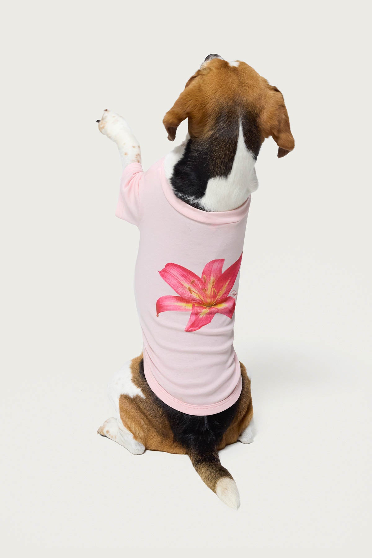 DEE.REA.H❁⃘*.様☆犬服☆ハンドメイド✩.*˚ Daylily Pet T Shirt – edikted